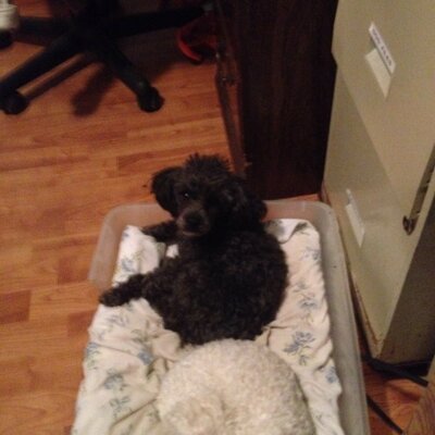 Profile Picture of Sheila Campbell (@sheilaspoodles) on Twitter