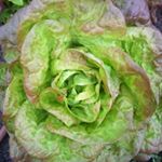 Profile Picture of Jonathan Cooper (@lettucegrowforyou) on Instagram