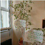 Profile Picture of Anne Baum^^  :)) (@anne_der_baum) on Instagram