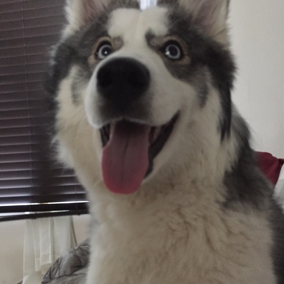 Profile Picture of Yujia Lu (@qianshangzen) on Poshmark