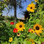 Profile Picture of Shantel Reid (@shantelreid86) on Instagram