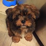 Profile Picture of Grant Yanos (@busterkingston) on Instagram