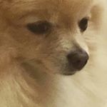 Profile Picture of wolf (@mr.guywolf) on Instagram