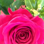 Profile Picture of Allison Jane Smith (@hinnydog65) on Instagram