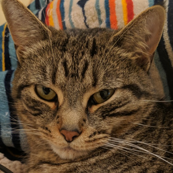 Profile Picture of Danielle Shay (@danielle_shay) on Poshmark