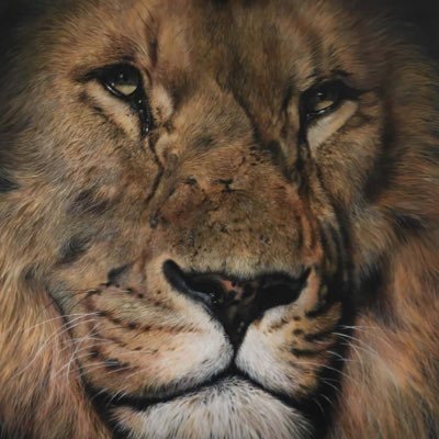 Profile Picture of Julie Rhodes (@wildlife_art) on Twitter