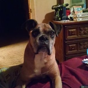 Profile Picture of Lannie  🐂 🤘 🏈 (@Pappa_Joe) on Twitter