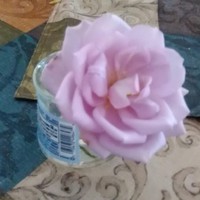 Profile Picture of Catherine Thompson (@catherine-thompson-186) on Quora