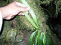 Profile Picture of Scoliosoruson Wikipedia