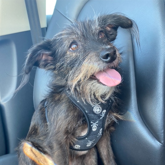 Profile Picture of Jason Decesare (@jasondecesare) on Poshmark