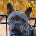 Profile Picture of Malcom James Mcornick, but the homies call me Mac (@malcom.james_frenchie) on Instagram