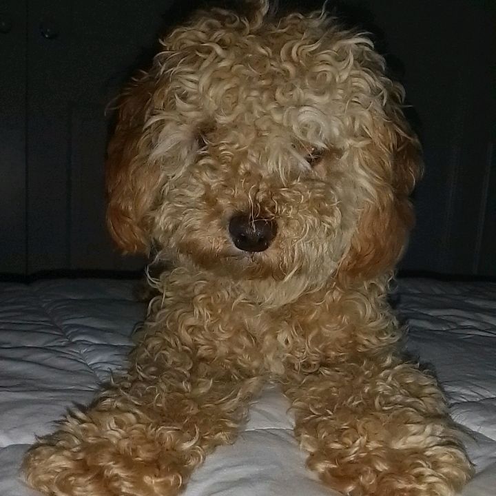 Profile Picture of Lily Poole (@lily.poole7) on Tiktok