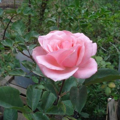 Profile Picture of Cecilia Quinteros (@blenquita8) on Twitter