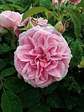 Profile Picture of Rosa 'Gertrude Jekyll'on Wikipedia