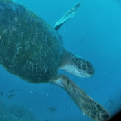 Profile Picture of Kevin Diver (@kevindiver6443) on Youtube