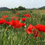 Profile Picture of Igea Citton (@igeacitton) on Instagram