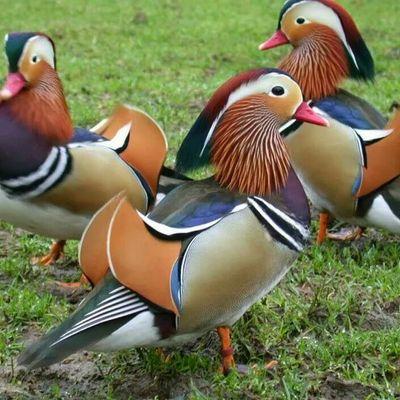 Profile Picture of Rajiv Gulati (@0a34fda7414d4cf) on Twitter