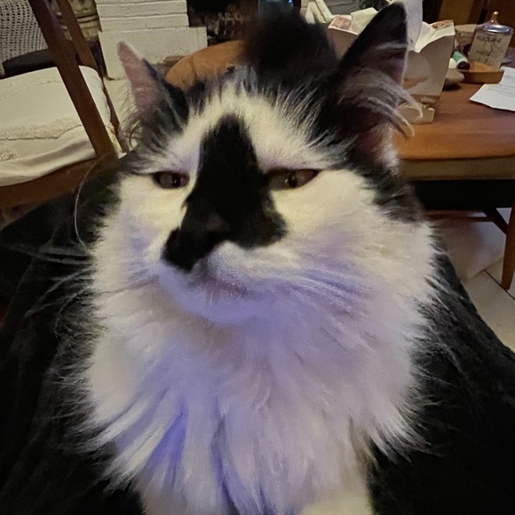 Anasui Narciso - Poshmark Profile Picture of Anasui Narciso (@anasui_narciso) on Poshmark