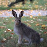 Profile Picture of Brian Stickle (@brian.stickle) on Instagram