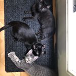 Profile Picture of Dorian, Manny & Wallace (@long_hill_cat_pack) on Instagram