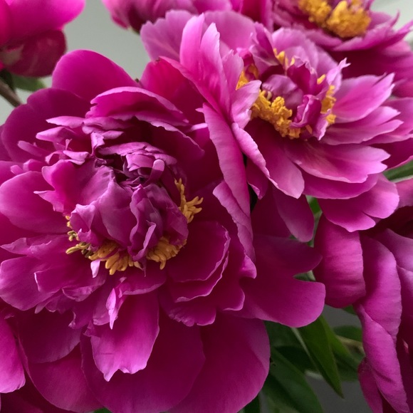 Profile Picture of Nancy Cassimatis (@njc638) on Poshmark