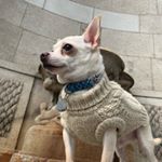 Joey Jojo Shabadoo Jr. - Instagram Profile Picture of Joey Jojo Shabadoo Jr. (@jojotheangrychihuahua) on Instagram