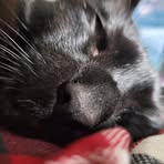 Profile Picture of Brian Tiberius Kurlow (@Brian-Tiberius-Kurlow) on Facebook