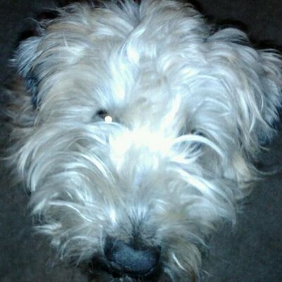 Profile Picture of Heidi Baldwin (@heidibear001) on Twitter