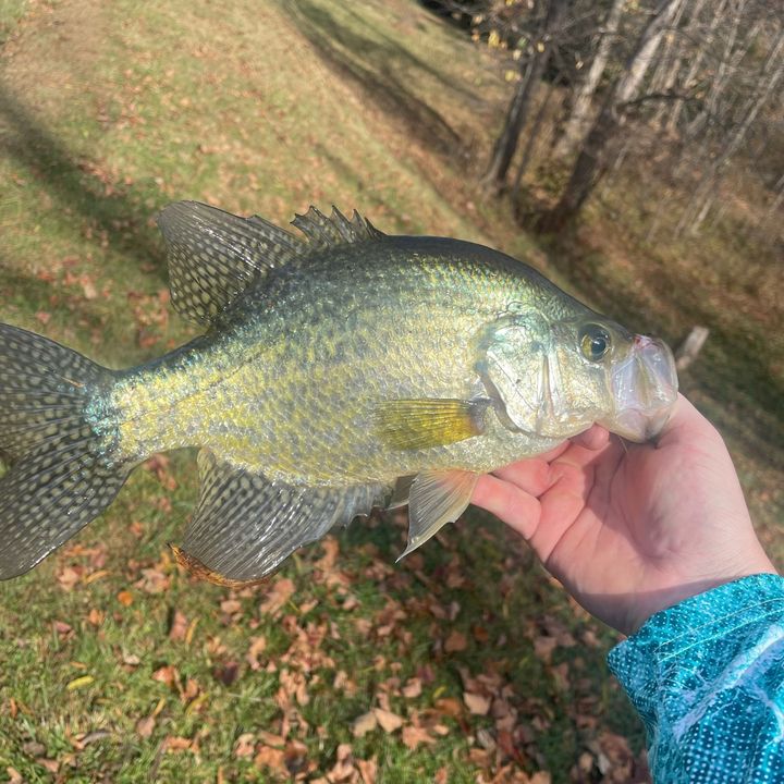 Profile Picture of Chase Gobel (@vtol710) on Tiktok