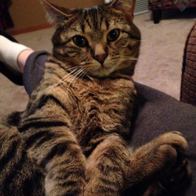 Profile Picture of Roberta Vickerman (@bertaanr) on Twitter