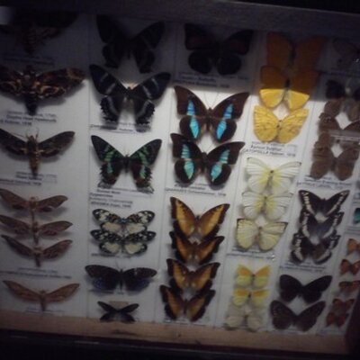 Profile Picture of Susie Gilbert Edward (@gilbert_susie) on Twitter