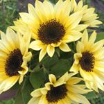 Profile Picture of St. Pete Online Farmers Market (@stpeteonlinemkt) on Instagram