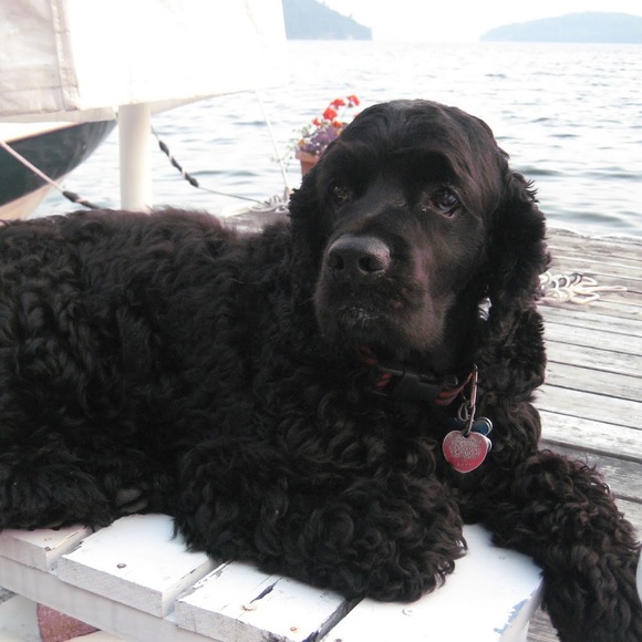 Andrea Dabney - Poshmark Profile Picture of Andrea Dabney (@oliverwags) on Poshmark