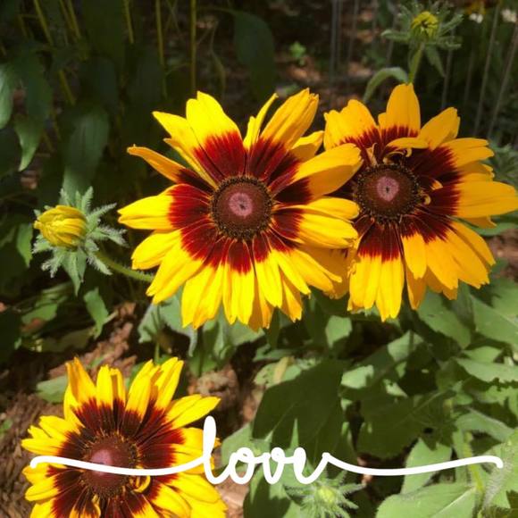 Profile Picture of Cindy Martel (@cindysittser) on Poshmark