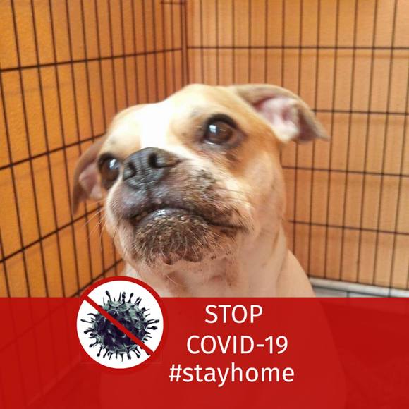 Profile Picture of Domenic Muise (@domenicmuise) on Poshmark