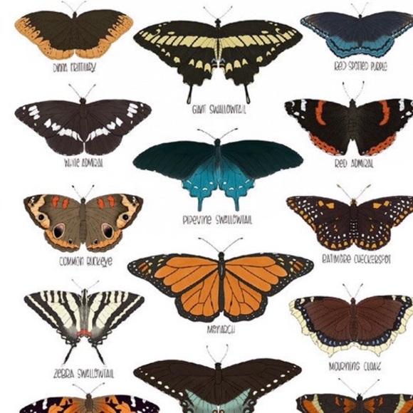 Profile Picture of Anne Kulakowski (@aemccauley15) on Poshmark