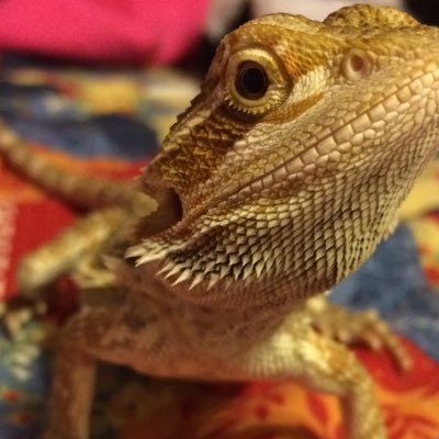 Profile Picture of Henry Hendricks (@henrythebeardie) on Twitter