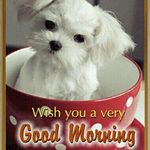 Profile Picture of Georges Cassimatis (@georgescassimatis) on Instagram