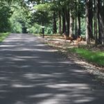 Profile Picture of Glynis Moore (@deerheart53) on Instagram