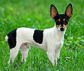 Profile Picture of Toy Fox Terrieron Wikipedia