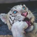 Profile Picture of Bob Littelmann (@boblittelmann) on Instagram