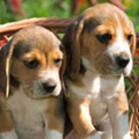 Profile Picture of Arielle Blanchet (@ariellexo15) on Poshmark