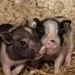 Profile Picture of Hetty Timmerman (@hettytimmerman1) on Pinterest
