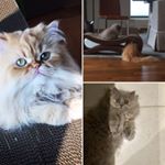 Profile Picture of Janet Murphy (@habib.nahla.persians) on Instagram