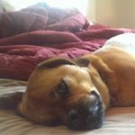 Profile Picture of Calvin (@calvin_bones) on Instagram