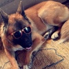 Profile Picture of ThE cOoL dOg 🐶😎 (@@benjamin_washere) on Tiktok