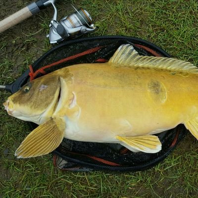 Profile Picture of Neil McCartney (@NeilMcCartney87) on Twitter