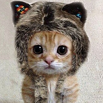 Profile Picture of Robert Bird (@fwroo) on Flickr