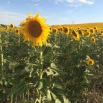 Profile Picture of Kara Peterson (@karapeterson10) on Instagram