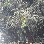 Profile Picture of Virendra Pal (@virendra7332) on Instagram